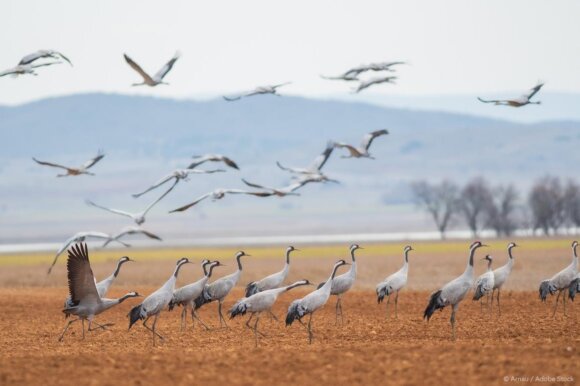Nature restoration: laws to restore 20% of EU’s land and sea