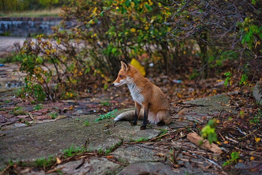 ARTICLE - Biodiversity: the unexpected ally of tomorrow’s cities
