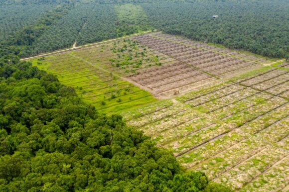 Anthropocentrism and Accounting: Rethinking Biodiversity Perspectives in EU Policies